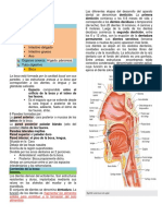 Anatomia Sistema Digestivo