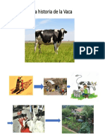 La Historia de La Vaca