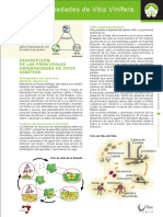 Descripción de Las Principales Enfermedades de Vitis Vinífera