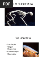 Aula Chordata