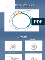División Celular Mitosis,Meiosis