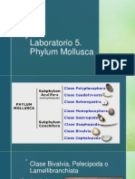Lab 5. Phylum Mollusca PDF