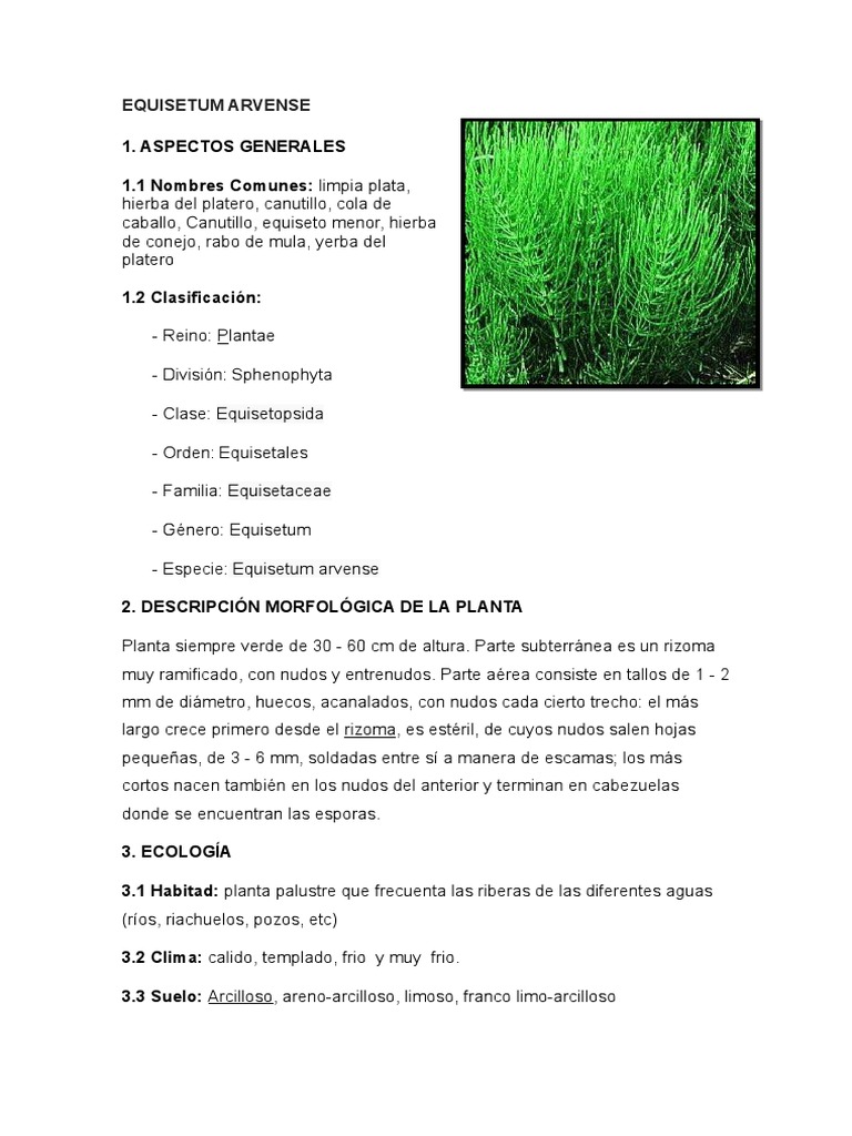 Hierbas Medicinales Chile - La limpia plata (Equisetum arvense) o cola de  caballo como también se le llama, es una planta con numerosas aplicaciones  terapéuticas, la propiedad más notable es su acción