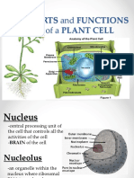 Parts and Functions: of A Plant Cell