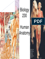 Human Anatomy.pdf