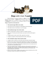 Dog Gestation and Puppy Development Stages
