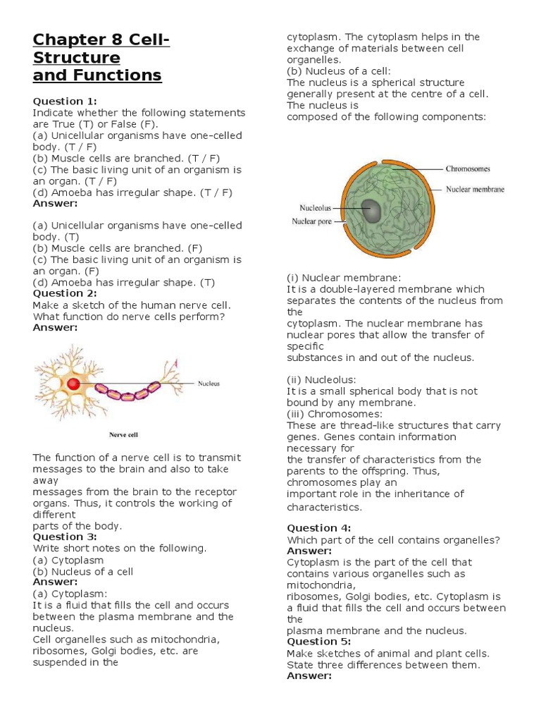 Chapter 8 Cell-Structure and Functions | PDF | Cytoplasm | Cell (Biology)