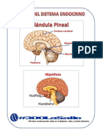 Sistema Endocrino