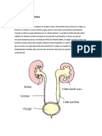 Anatomía de Uréteres