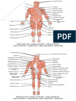 Los Musculos Del Cuerpo Humano