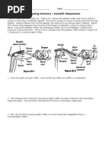 Analzying Sensory Somatic Responces - System Reinforcemnt Worksheet1