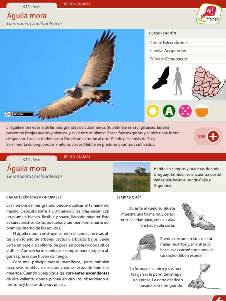 011 Aguila Mora | PDF | Aves | Águila
