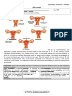 Ciclo Menstrual