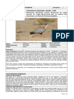 Theristicus_melanopis_INICIO_13RCE.pdf