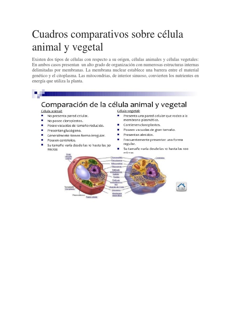 Cuadros Comparativos Sobre Celula Animal Y Vegetal La Celula