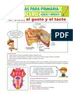 El Oído El Gusto y El Tacto para Tercero de Primaria PDF