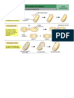 pruebas cocos gram + - copia