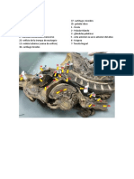 Anatomia de La Faringe e Laringe (Real)