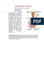 Vascularización de la hipófisis