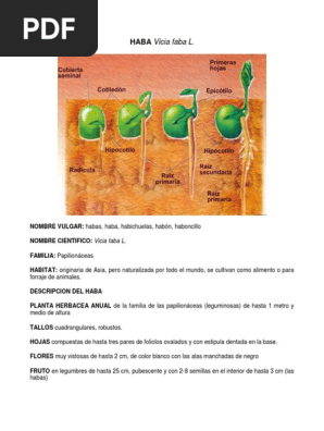 Botanica 2 0 Docx Germinacion Alfalfa