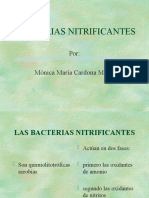 Bacterias Nitrificantes