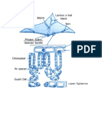 Biology Diagram