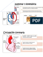 Vascularización e Inervación