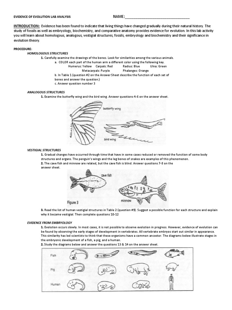 Evidence of Evolution Lab Analysis | PDF | Homology (Biology) | Biology ...