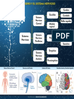 Sistema Nervioso Central Imagen PDF