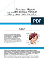 Bazo, Páncreas, Higado, Conductos Biliares, Vesicula Biliar y Vena Porta Hepatica