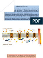 Transporte Activo para 6°