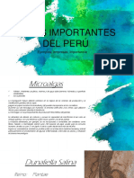 Algas Importantes Del Perú 1.0