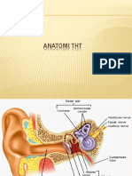 Anatomi THT