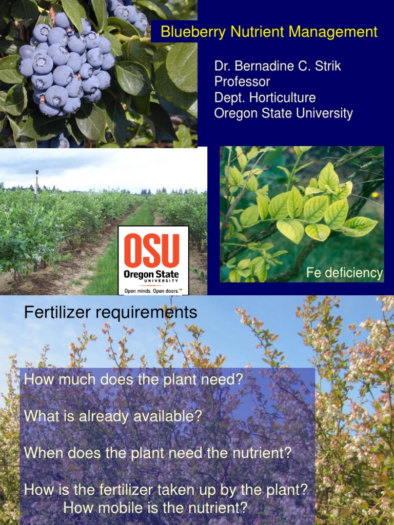 Blueberry intelligence overview