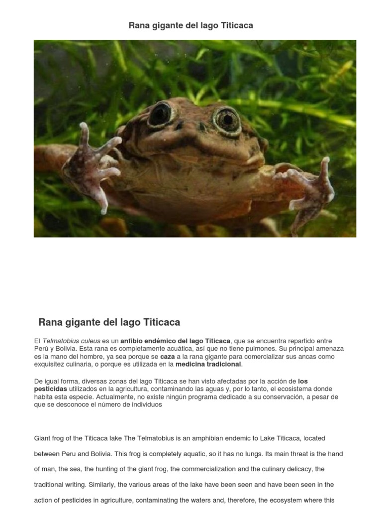 Rana Gigante del Lago Titicaca: Amenazas y Hábitat | PDF | Hogar ...