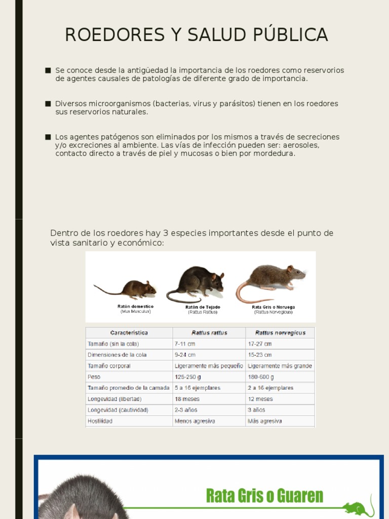 Roedores de Importancia en Salud Publica | PDF | Insectos beneficiosos ...