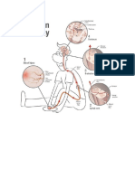 Pain Pathway