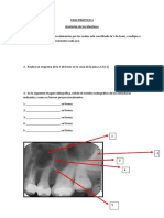 Anatomía Maxilares