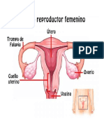 Aparato Reproductor Masculino