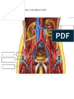 Label The Four Organs of The Urinary System