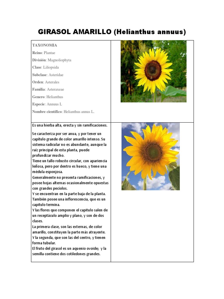 Diario de Campo Girasol Amarillo PDF | PDF | Siembra | Flores