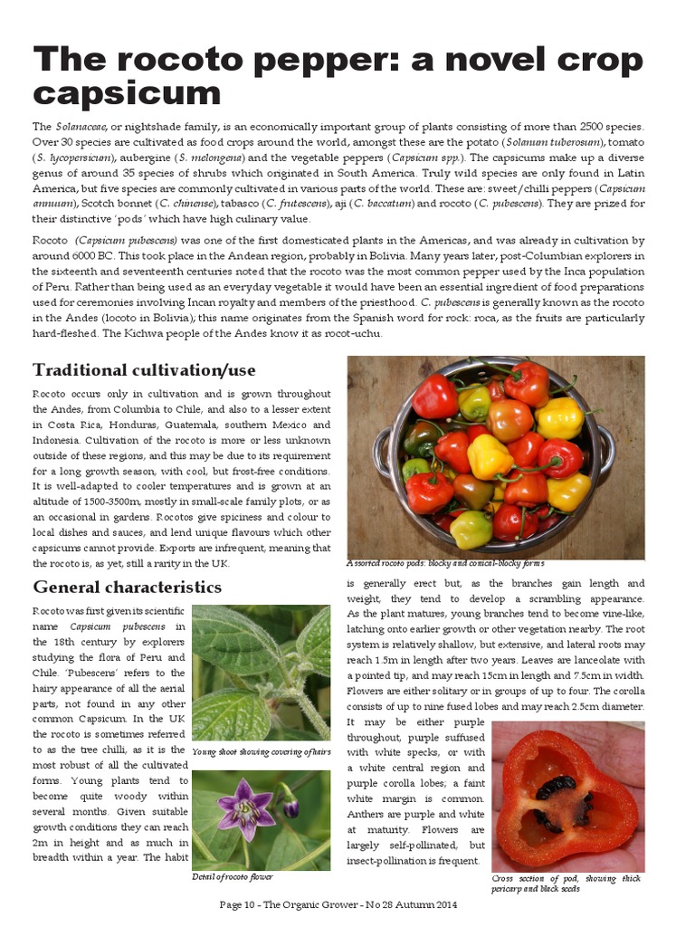 Rocoto (Capsicum Pubcens) y Su Acción Analgésica en La Artritis Reumatoide, Juliaca 2020