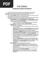 The Brain Comparative Vertebrates Sem1