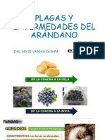 PLAGAS Y ENFERMEDADES DEL ARÁNDANO-unasam PDF