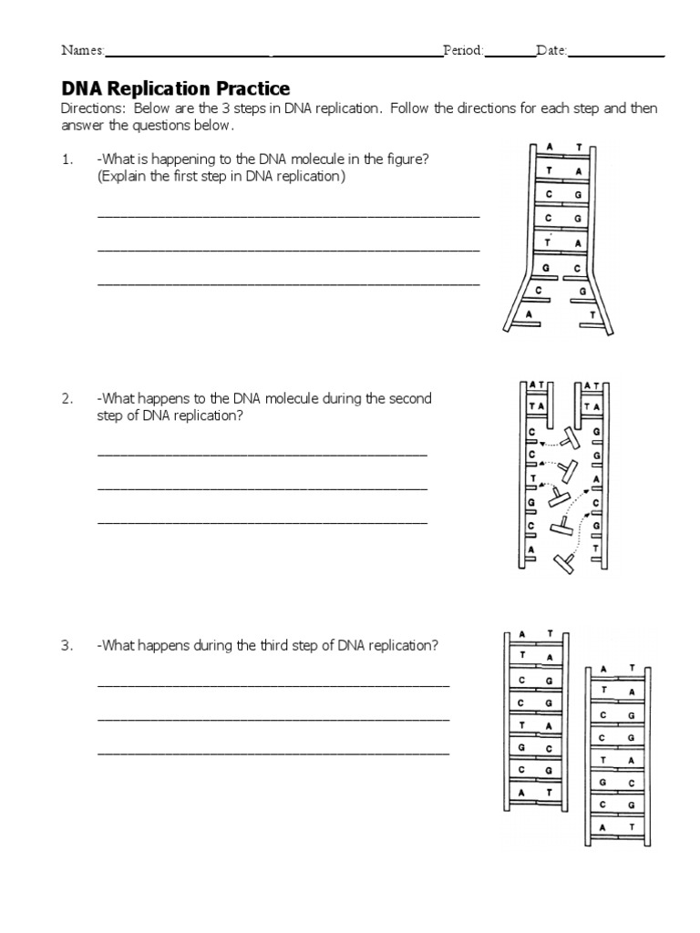 DNA Replication Worksheet | PDF | Dna Replication | Dna