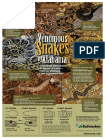 Venomous Snakes of Alabama