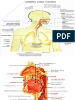 Anatomia Respiratorio