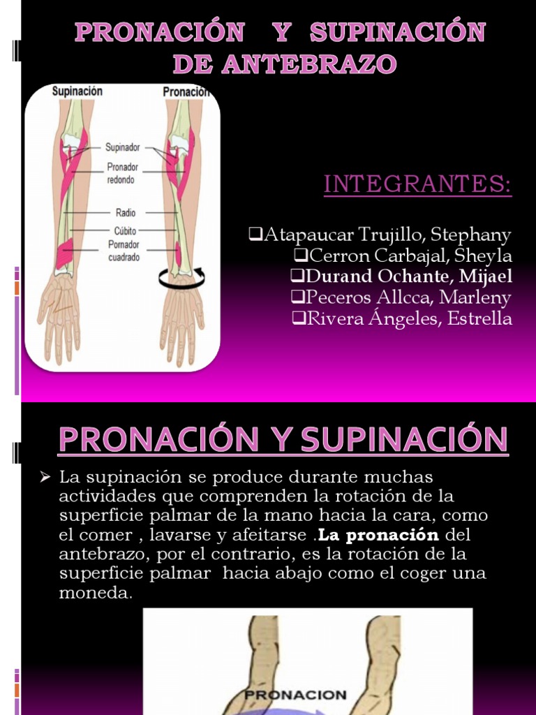 Pronación y Supinación de Antebrazo Exposicion | PDF | Articulaciones ...