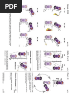 Dirt Rally 2.0 Pace Notes Guide | PDF | Developmental Biology