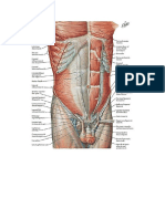 anatomi abdomen